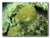 Fiji-Snorkeling-Underwater-Pictures-Amunuca-Resort-191