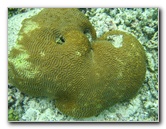 Fiji-Snorkeling-Underwater-Pictures-Amunuca-Resort-192
