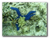 Fiji-Snorkeling-Underwater-Pictures-Amunuca-Resort-193