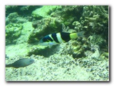 Fiji-Snorkeling-Underwater-Pictures-Amunuca-Resort-194
