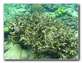 Fiji-Snorkeling-Underwater-Pictures-Amunuca-Resort-196