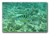 Fiji-Snorkeling-Underwater-Pictures-Amunuca-Resort-197