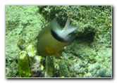 Fiji-Snorkeling-Underwater-Pictures-Amunuca-Resort-198