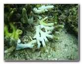 Fiji-Snorkeling-Underwater-Pictures-Amunuca-Resort-199