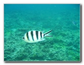 Fiji-Snorkeling-Underwater-Pictures-Amunuca-Resort-202
