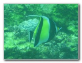Fiji-Snorkeling-Underwater-Pictures-Amunuca-Resort-203