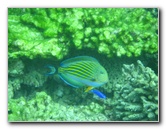 Fiji-Snorkeling-Underwater-Pictures-Amunuca-Resort-204
