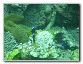 Fiji-Snorkeling-Underwater-Pictures-Amunuca-Resort-205