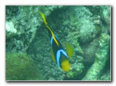 Fiji-Snorkeling-Underwater-Pictures-Amunuca-Resort-206