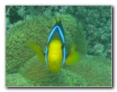 Fiji-Snorkeling-Underwater-Pictures-Amunuca-Resort-207
