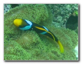Fiji-Snorkeling-Underwater-Pictures-Amunuca-Resort-208