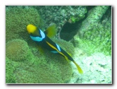 Fiji-Snorkeling-Underwater-Pictures-Amunuca-Resort-209