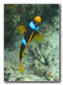 Fiji-Snorkeling-Underwater-Pictures-Amunuca-Resort-211