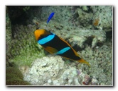 Fiji-Snorkeling-Underwater-Pictures-Amunuca-Resort-214