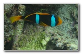 Fiji-Snorkeling-Underwater-Pictures-Amunuca-Resort-215