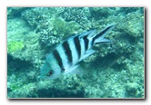 Fiji-Snorkeling-Underwater-Pictures-Amunuca-Resort-216