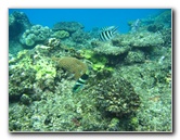 Fiji-Snorkeling-Underwater-Pictures-Amunuca-Resort-217