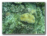 Fiji-Snorkeling-Underwater-Pictures-Amunuca-Resort-218