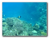 Fiji-Snorkeling-Underwater-Pictures-Amunuca-Resort-220