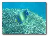 Fiji-Snorkeling-Underwater-Pictures-Amunuca-Resort-221