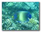 Fiji-Snorkeling-Underwater-Pictures-Amunuca-Resort-222