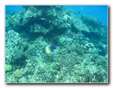 Fiji-Snorkeling-Underwater-Pictures-Amunuca-Resort-223