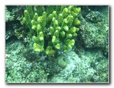 Fiji-Snorkeling-Underwater-Pictures-Amunuca-Resort-226
