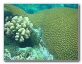 Fiji-Snorkeling-Underwater-Pictures-Amunuca-Resort-228