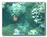 Fiji-Snorkeling-Underwater-Pictures-Amunuca-Resort-230