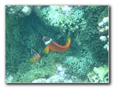 Fiji-Snorkeling-Underwater-Pictures-Amunuca-Resort-231