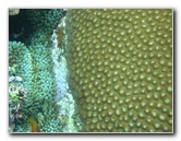 Fiji-Snorkeling-Underwater-Pictures-Amunuca-Resort-232