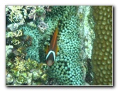 Fiji-Snorkeling-Underwater-Pictures-Amunuca-Resort-233