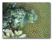 Fiji-Snorkeling-Underwater-Pictures-Amunuca-Resort-235