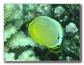 Fiji-Snorkeling-Underwater-Pictures-Amunuca-Resort-238