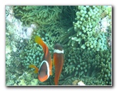 Fiji-Snorkeling-Underwater-Pictures-Amunuca-Resort-239