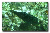 Fiji-Snorkeling-Underwater-Pictures-Amunuca-Resort-244