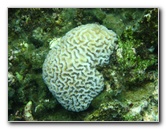 Fiji-Snorkeling-Underwater-Pictures-Amunuca-Resort-245