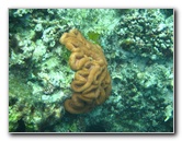 Fiji-Snorkeling-Underwater-Pictures-Amunuca-Resort-248
