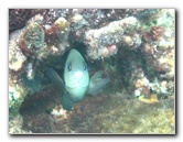 Fiji-Snorkeling-Underwater-Pictures-Amunuca-Resort-249