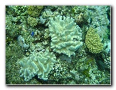 Fiji-Snorkeling-Underwater-Pictures-Amunuca-Resort-250