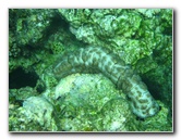 Fiji-Snorkeling-Underwater-Pictures-Amunuca-Resort-251