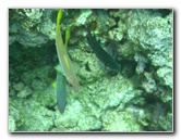 Fiji-Snorkeling-Underwater-Pictures-Amunuca-Resort-255