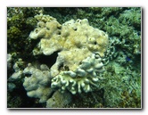 Fiji-Snorkeling-Underwater-Pictures-Amunuca-Resort-257