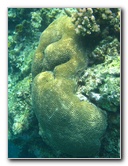 Fiji-Snorkeling-Underwater-Pictures-Amunuca-Resort-260
