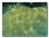 Fiji-Snorkeling-Underwater-Pictures-Amunuca-Resort-262