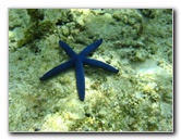 Fiji-Snorkeling-Underwater-Pictures-Amunuca-Resort-268