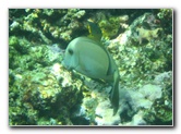 Fiji-Snorkeling-Underwater-Pictures-Amunuca-Resort-270