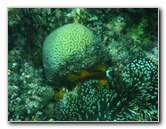Fiji-Snorkeling-Underwater-Pictures-Amunuca-Resort-275
