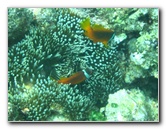 Fiji-Snorkeling-Underwater-Pictures-Amunuca-Resort-276