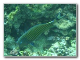 Fiji-Snorkeling-Underwater-Pictures-Amunuca-Resort-280
